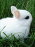 emobunny