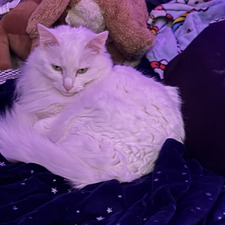 Alli