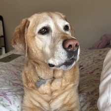 Maci