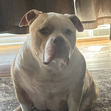 Sheila 