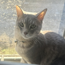 Niko