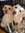 AustejaBud