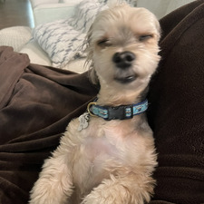 Dani