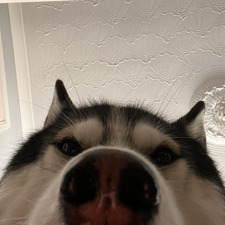 Kim 
