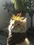 Sheeba