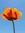Poppy Glass