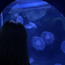 cora