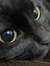 amy