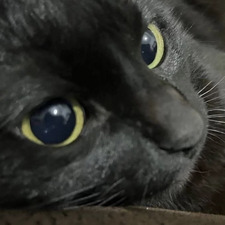 amy