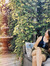 Amy Lee :)