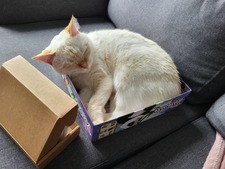 Kenji