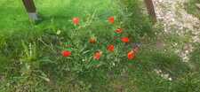 Ten Poppies