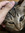 Thea Pam
