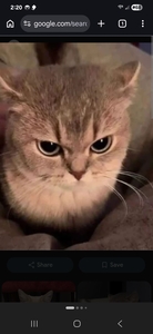 ⁀➷ L