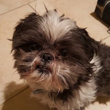 Audrey Chuchu