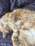 Izzy