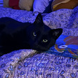 Bella