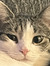 Kat