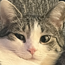 Kat