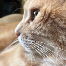 Kat