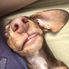 Saulito