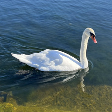 Cailey