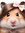 Hamster...