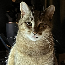 Callie