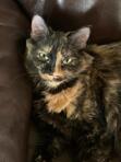 Abbie