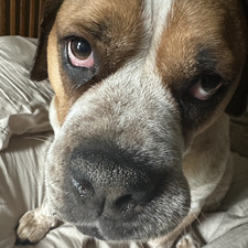 Bailey Henry