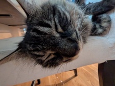 Sophie