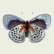 Ainukka