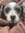 jess