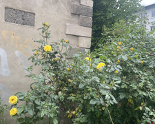 B Uz