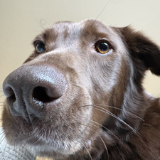 Chloe