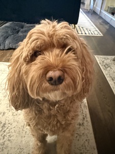 Molly