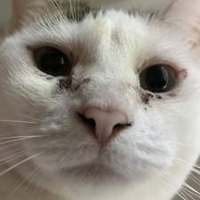 bella