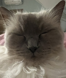 ula