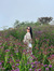 Jericka