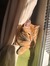 Noah_king