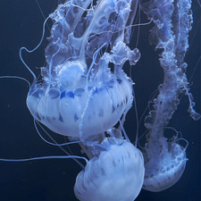 Jelly