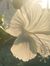 Israa