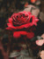 Georgia