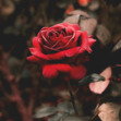 Georgia
