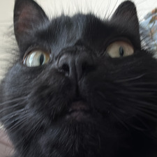 Gracie