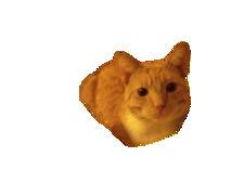 ꒰ა 