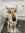 Doog