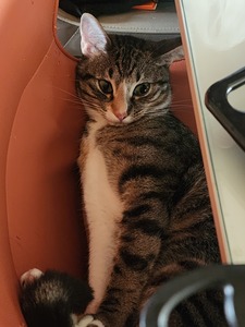 Eli