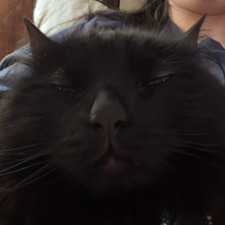 gracie