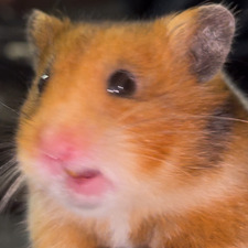 Gina